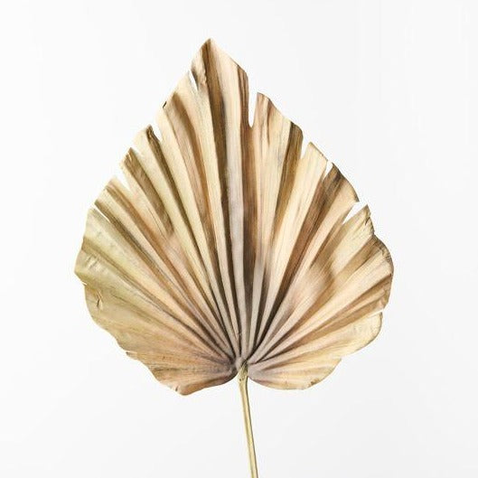 Palm Fan Spear