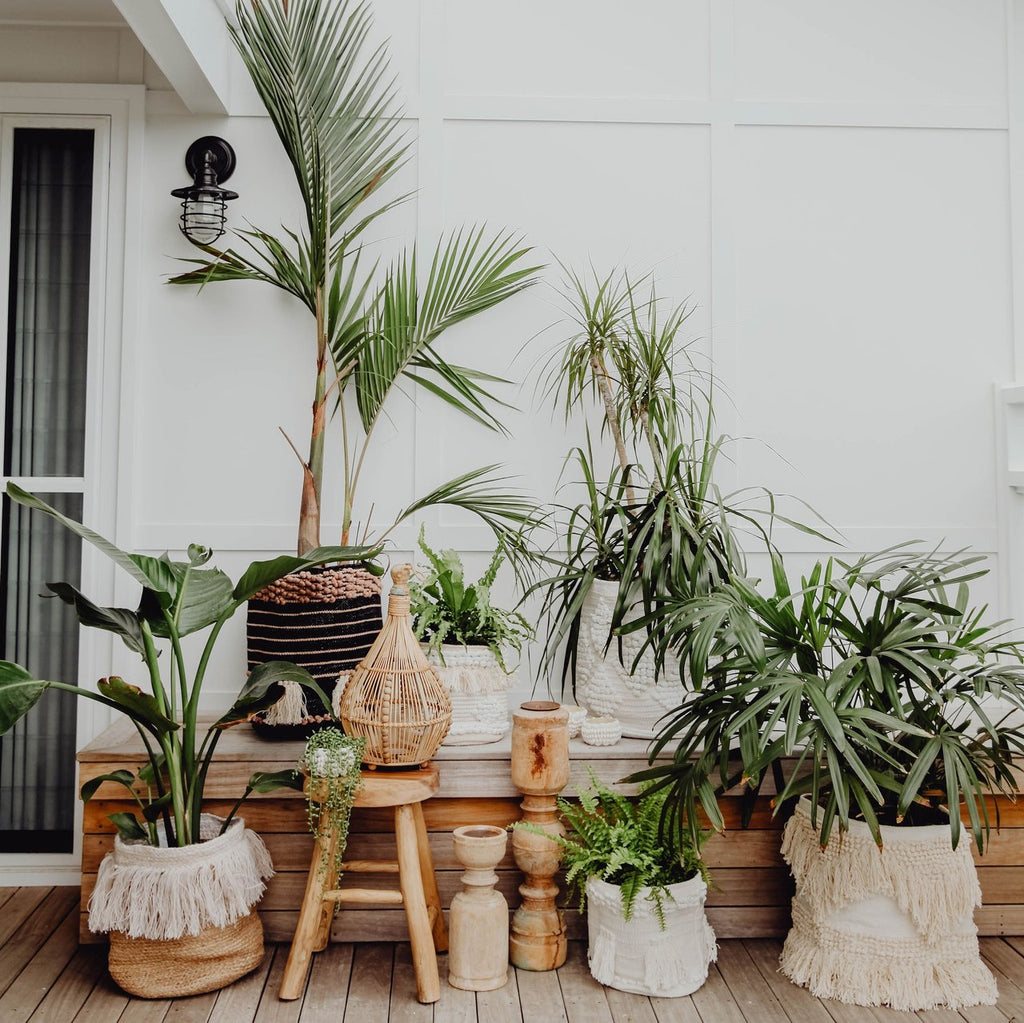 Indoor plants to add to your collection