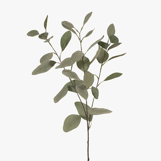 Eucalyptus Silver Dollar- Sage