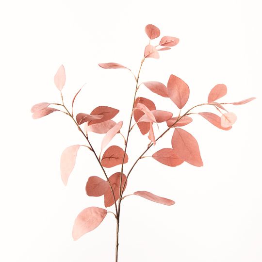 Eucalyptus Silver Dollar- Dusty Pink