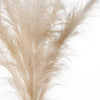 Pampas Spray- Blush